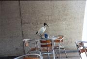 ibis having a coffee