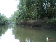Crocodile trip on the Daintree Rainforest River