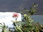 Flower of a Notro with Perito Moreno Glaciar in the background