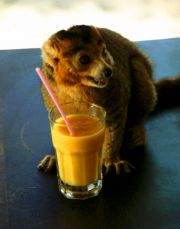 Crown Lemur is drinking my papaya juice