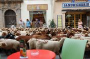 Sheep and goats running past my table