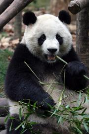 Adorable Giant Panda!