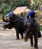 Elephants at Mae Sa Camp