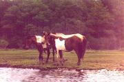 Wild ponies, from our canoe