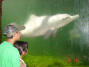 dolphins at aquarium