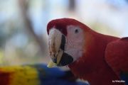 The macaws of Copan