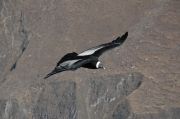 Condor at Cola Canyon