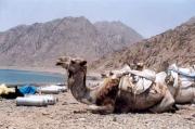 Camel Diving Safari - Gabr El Bint