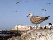 The walled city of Essaouira