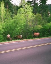 More Elk!