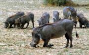 Hungry warthogs