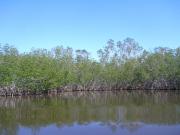 mangrove trees. they are rare or something. 
I'm not into plants.