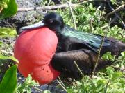 Galapagos travelogue picture