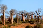 Baobab trees near Mangily