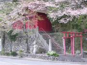 A Shinto shrine surrounded by cherry blossoms on Ikuno's back streets.