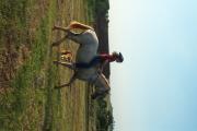 Riding Luisitano stallion Mister.