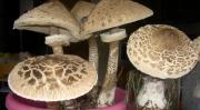 Wild mushrooms (“tortulhos”) already picked up.
