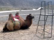 My Camel!
