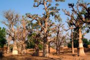Kani-Kombole, baobab garden hiding mud-bricks productions floor