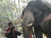 Ceremonial elephant at The Elephant House, Kerala.