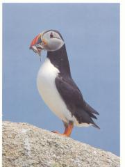 Puffins are the characteristic birds of these archipelagos