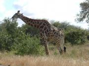 A graceful giraffe