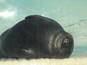 Fresh water Seal
