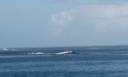 We saw a whale during ordinary ferry transport from Muskenes to Bodø :o))