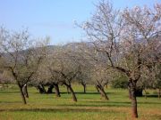 On the way to Santa Maria del Cami - trees are blossoming