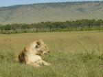 Masai Mara travelogue picture