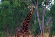Mlilwane's giraffe