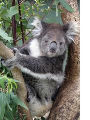 Cuddly Koalas!