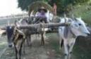 Ox Cart on the Bank of the Irrawadi