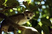 Crown Lemur