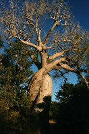 Baobabs Amoreaux