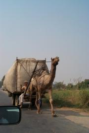 Camel bring wheat
to Mumai