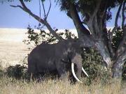 Bull elephant - Ngorongoro Crater