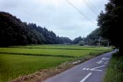 Rice paddies near Narita City.