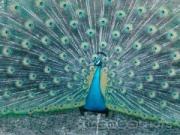 Peacock at the Shalimar Garden