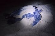 Giant sea turtle at midnight