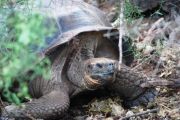 Land tortoise at the CDRC