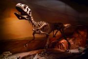 Trelew Paleontological Museum