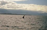Walewatching in Kauikoura