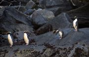 The rare crested penguins at the Milford Sound