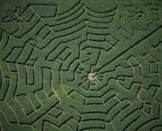 Corn Maze Near Red Deer