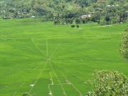 Spider Rice Field