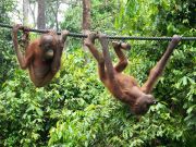 Young Orangutan's
