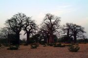 Baobabs near Segou