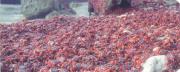 some of the 120 million red crabs in Christmas Island