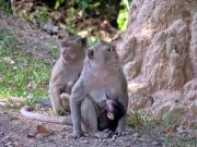 Monkeys on the way to Angkor Wat.